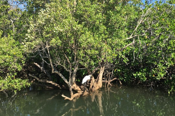 À Kawéni, des gravats remblaient la mangrove pendant que les conventions pour la sauver cherchent leur argent