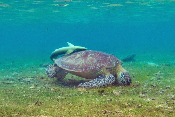 À Dzaoudzi, le centre de soins des tortues attend toujours l'argent que Chido a emporté