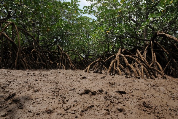 Paludisme à Mayotte, 370 cas en neuf mois et l'ARS doit montrer ses moyens avant la saison des pluies