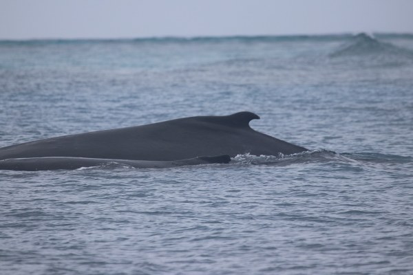Après le passage de huit orques, le Parc marin de Mayotte doit montrer qu'il fait respecter ses 100 mètres