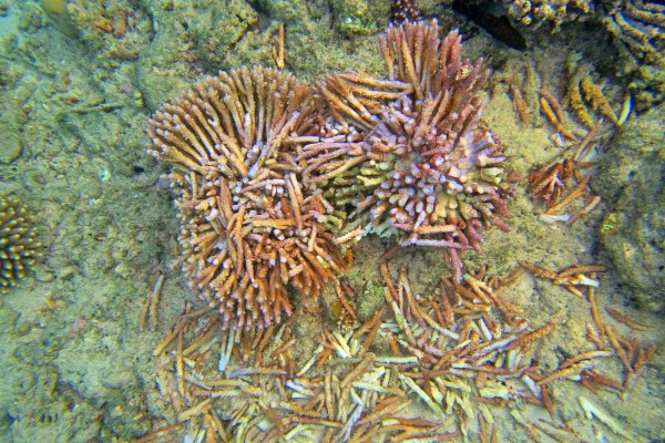 Après Chido, un livre pour faire connaître les récifs de Mayotte aux élèves de CM2